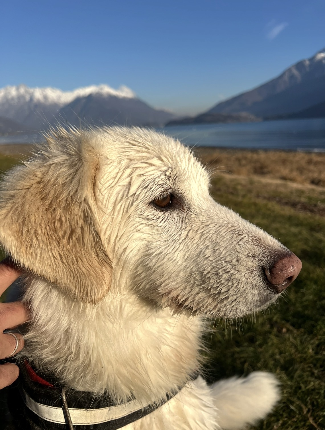 La cagnolina bianca Nebbia davanti al Lago di Como